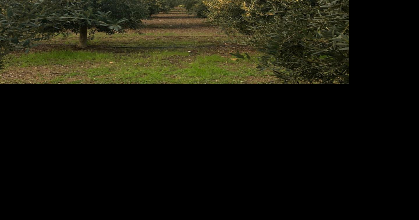 Rio Bravo Ranch reaching new heights with its cold-pressed, organic, award-winning olive oil