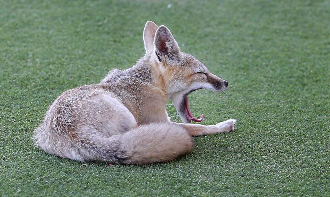 A San Joaquin Kit Fox comes out for a Tuesday evening stroll Photo