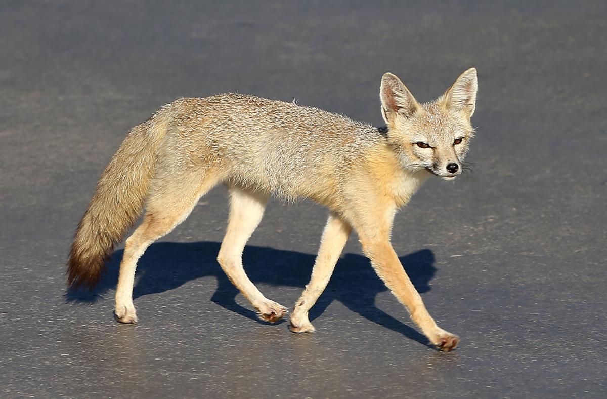 A San Joaquin Kit Fox comes out for a Tuesday evening stroll | Photo