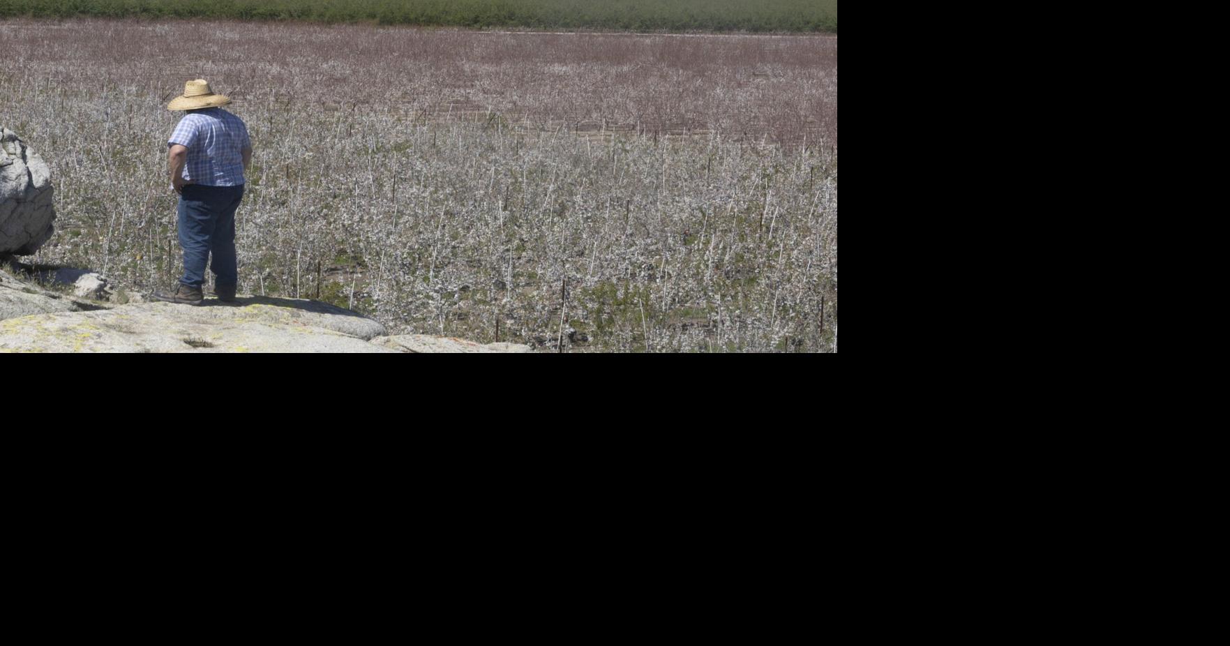 Murray Farms blooming fruit trees Tbc Blox Images