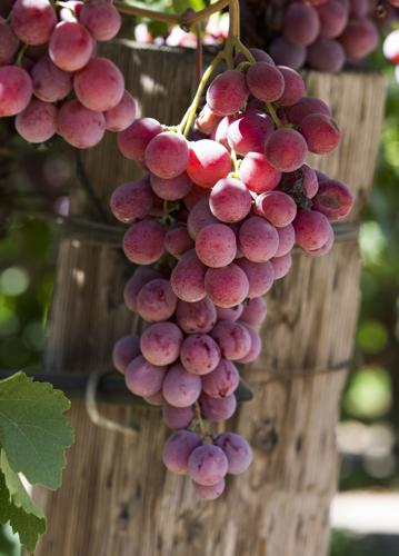 grapes_4