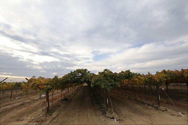 Fruit breeders plant seeds of global success The Delano Record