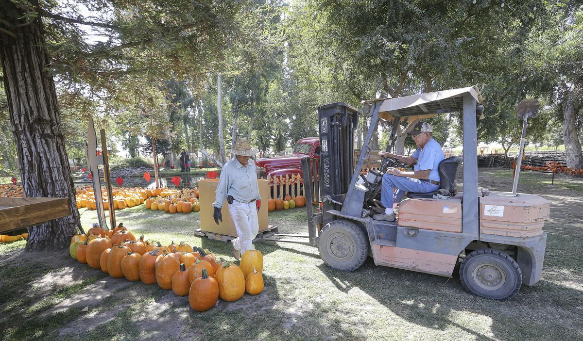 PHOTO GALLERY Banducci Family Pumpkin Patch is preparing to open to
