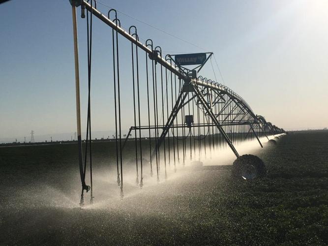 May-2019-irrigation-near-zerker-road-looking-west-1024x768.jpg