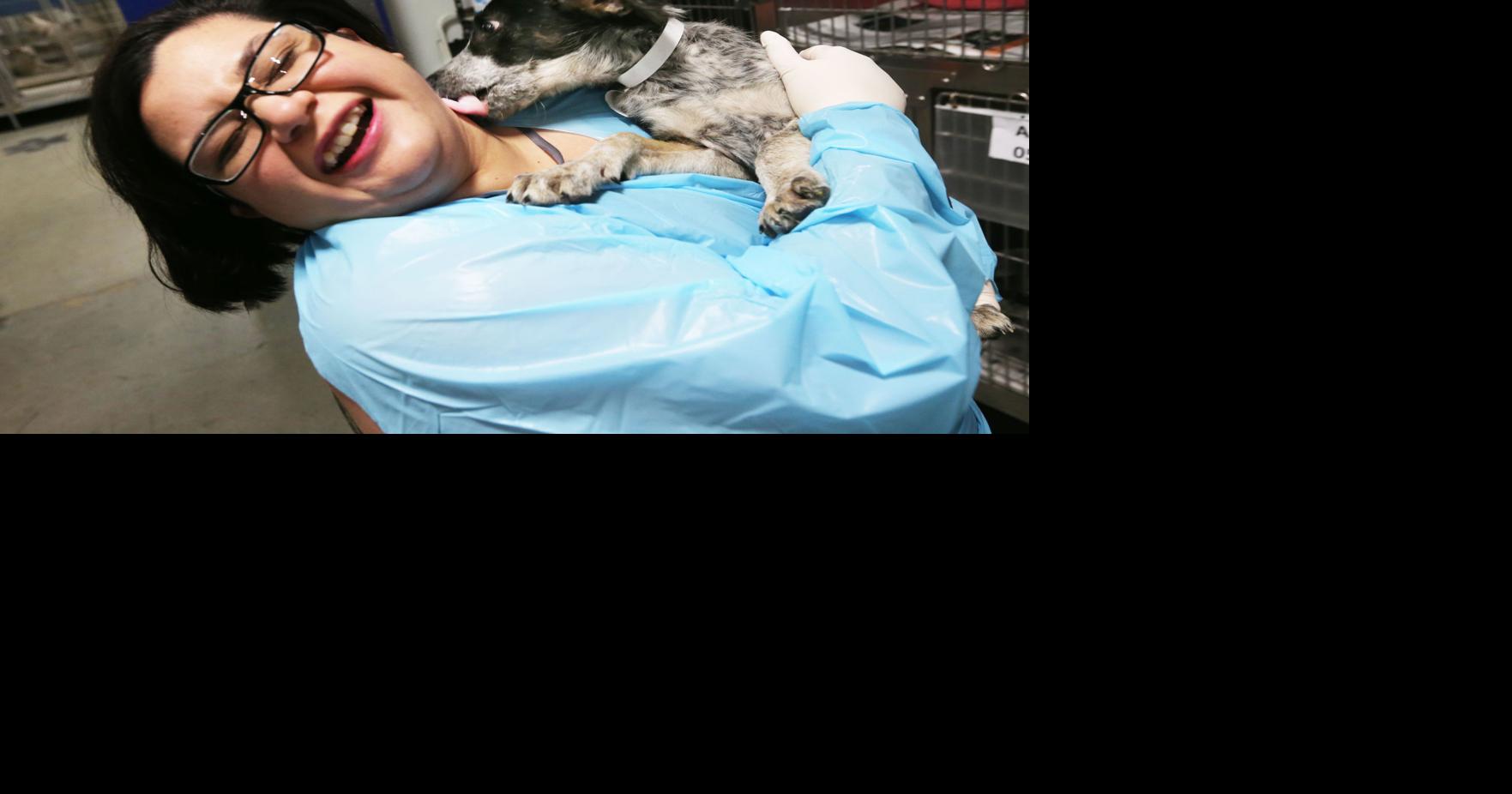 PHOTO GALLERY: Pet adoption day at Kern County Animal Services ...