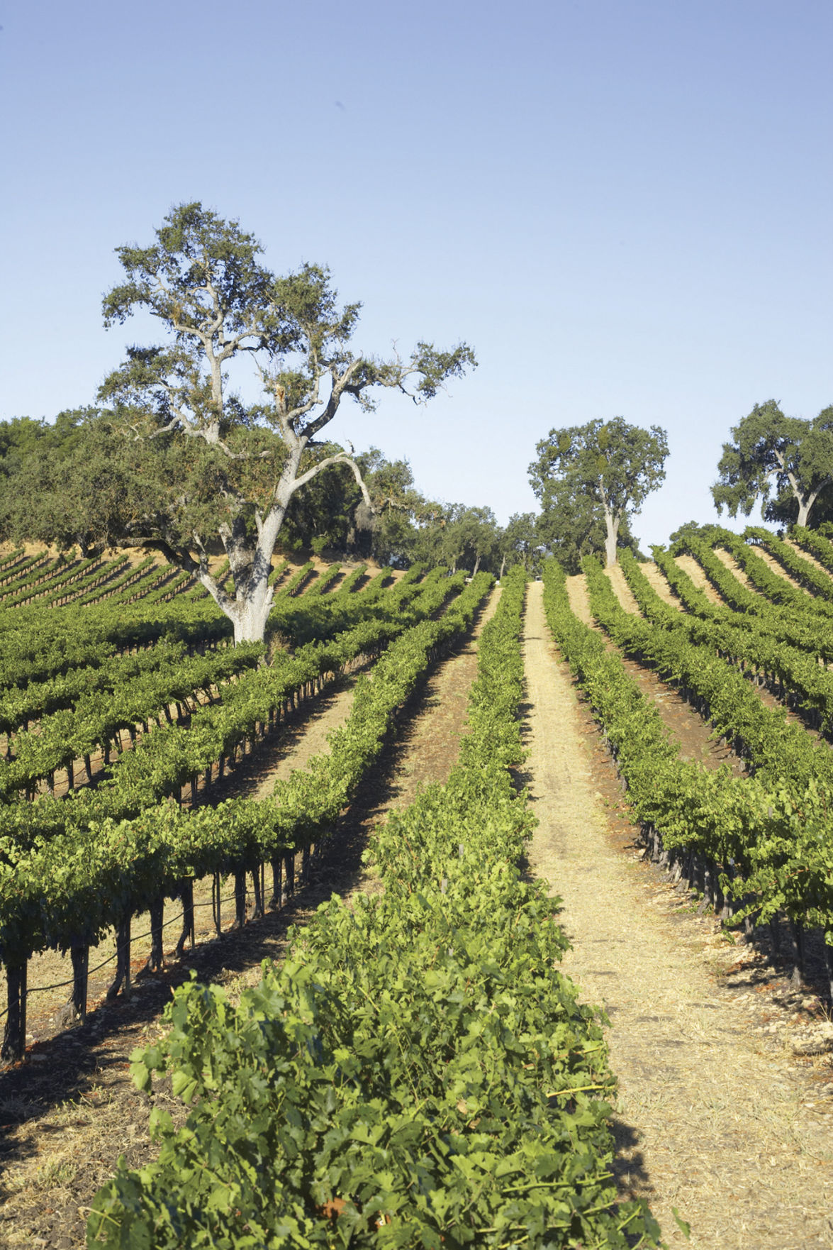 Central Coast Wine and Travel Entertainment