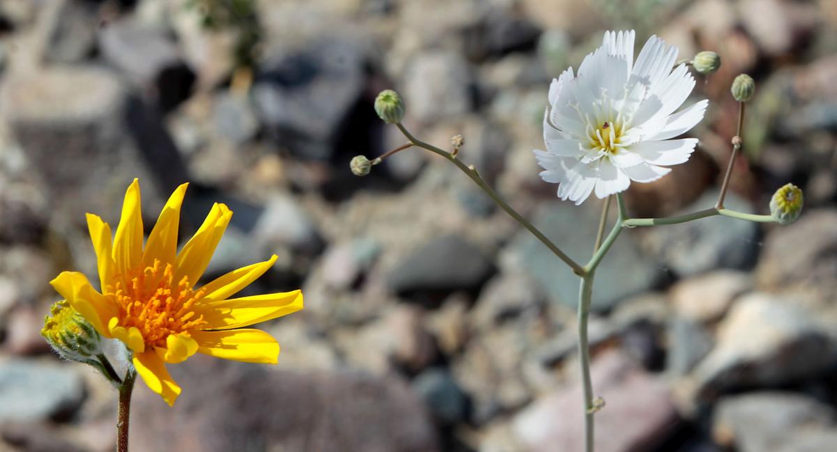 It's a "Superbloom," Wildflower Season in Death Valley ...