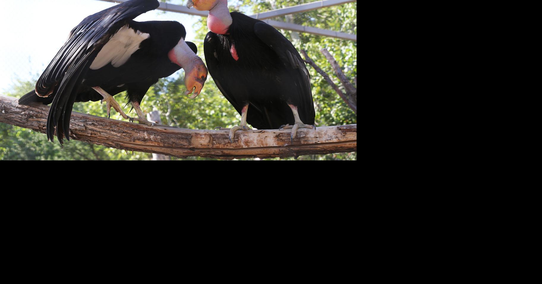 Hunters, ranchers become front line in efforts to save California ...