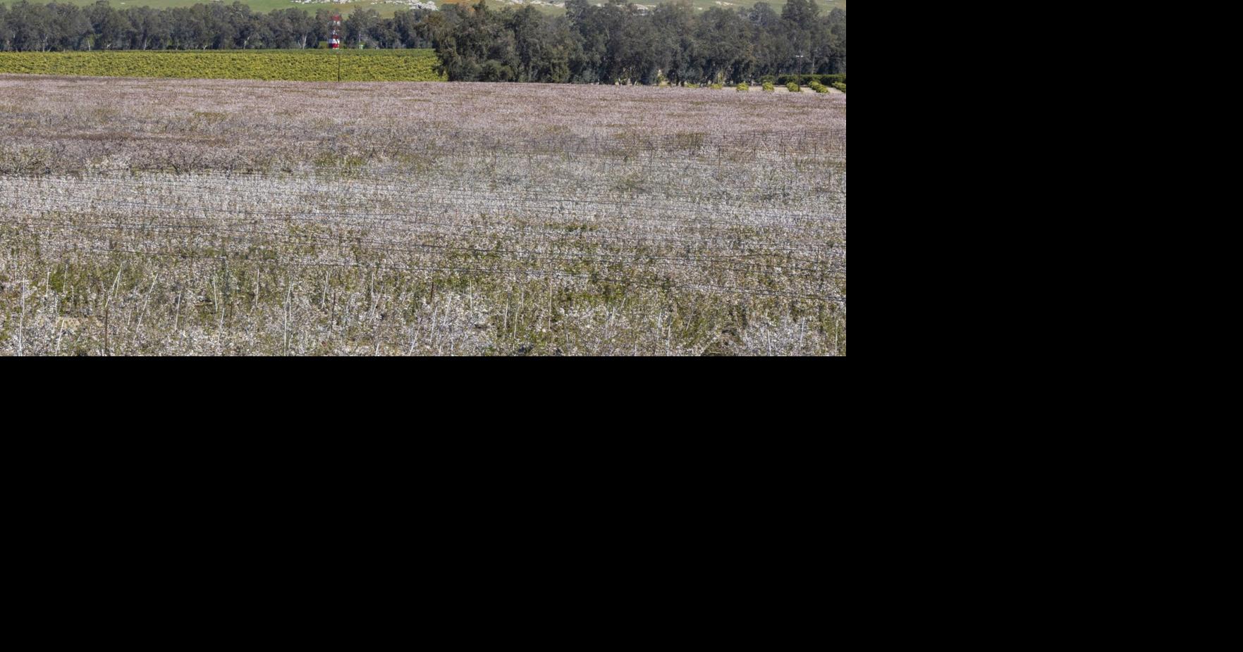 Murray Farms blooming fruit trees Tbc Blox Images