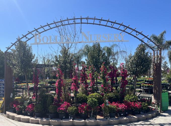 Visiting a plant nursery can be like taking a walk through paradise |  Bakersfield Life | bakersfield.com