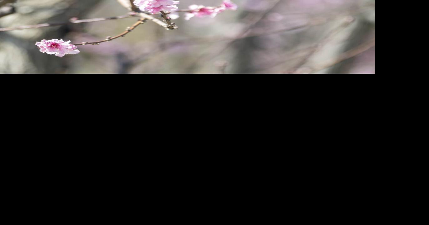 Murray Farms blooming fruit trees Tbc Blox Images