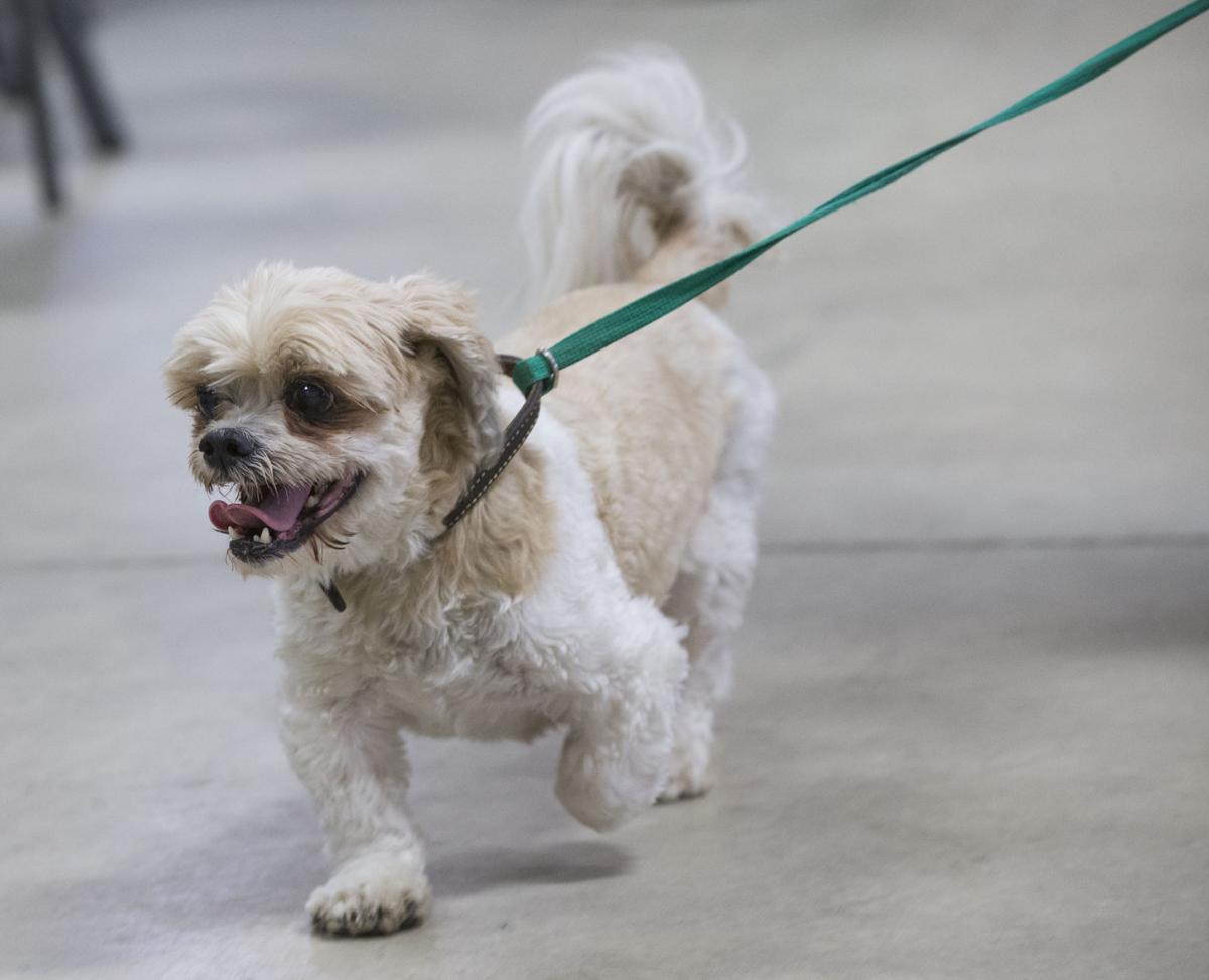 SPCA day camp goes to the dogs Entertainment