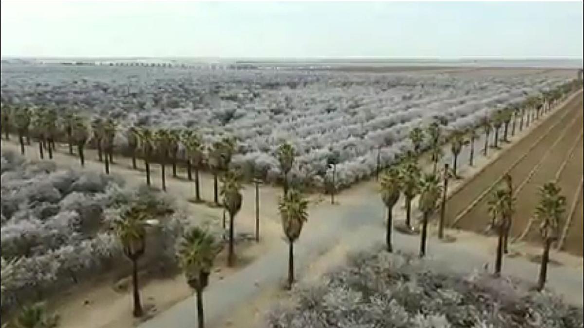 The Tree Rosedale Rosedale Ranch's iconic palm trees are on the chopping block, and PG&E ...