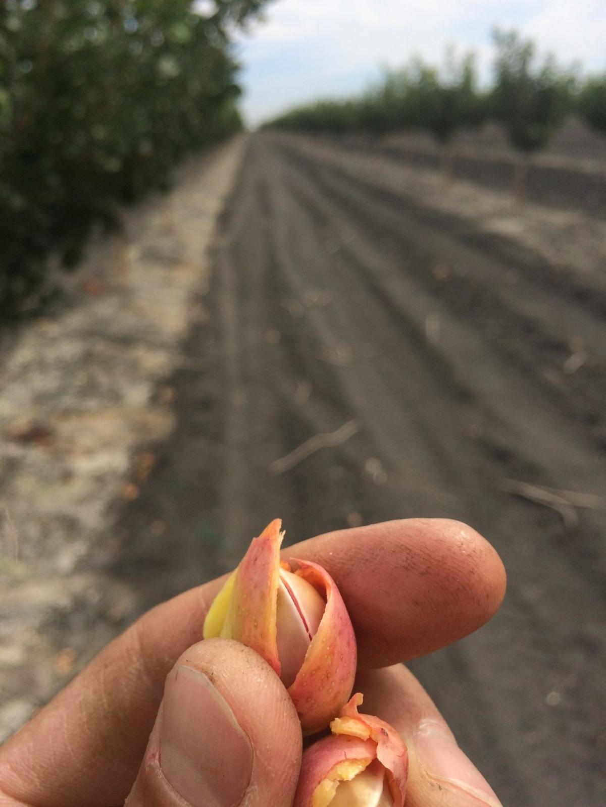 High rate of pistachio 'blanks' worries local nut growers Business