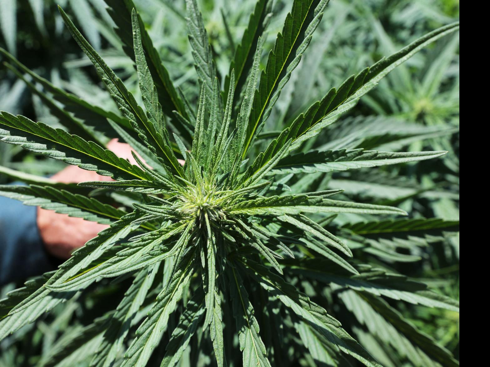 Kern Quickly Rises To Become California's Top Hemp-Producing County | News  | Bakersfield.com