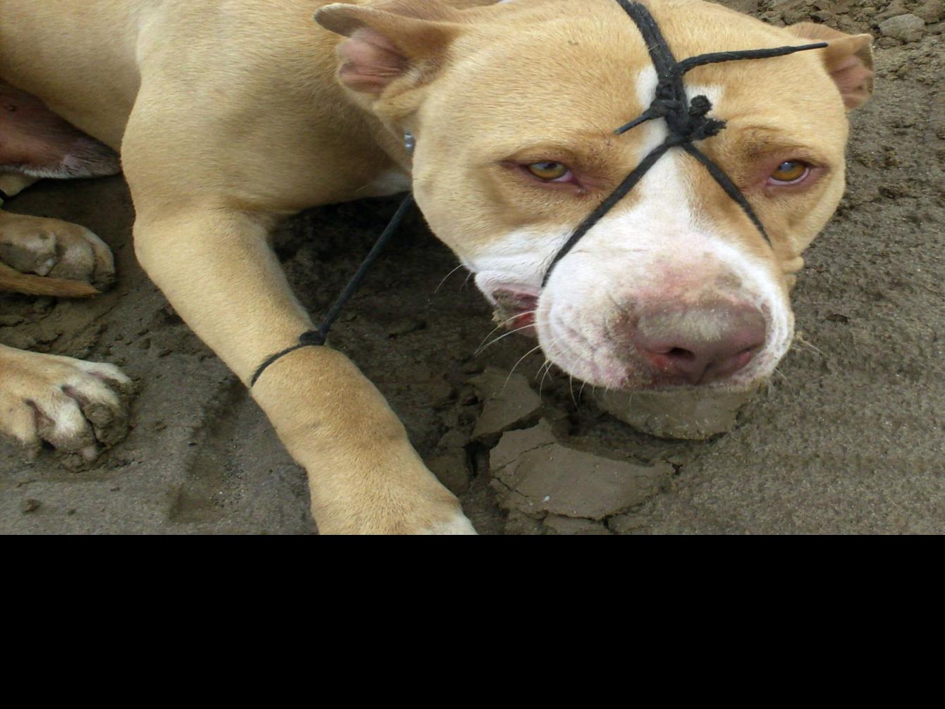 bakersfield man arrested in hogtied pit