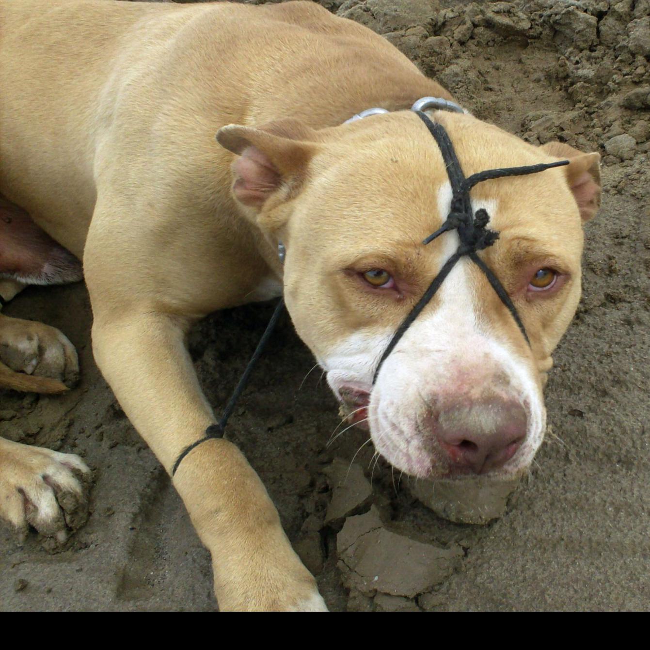 bakersfield man arrested in hogtied pit