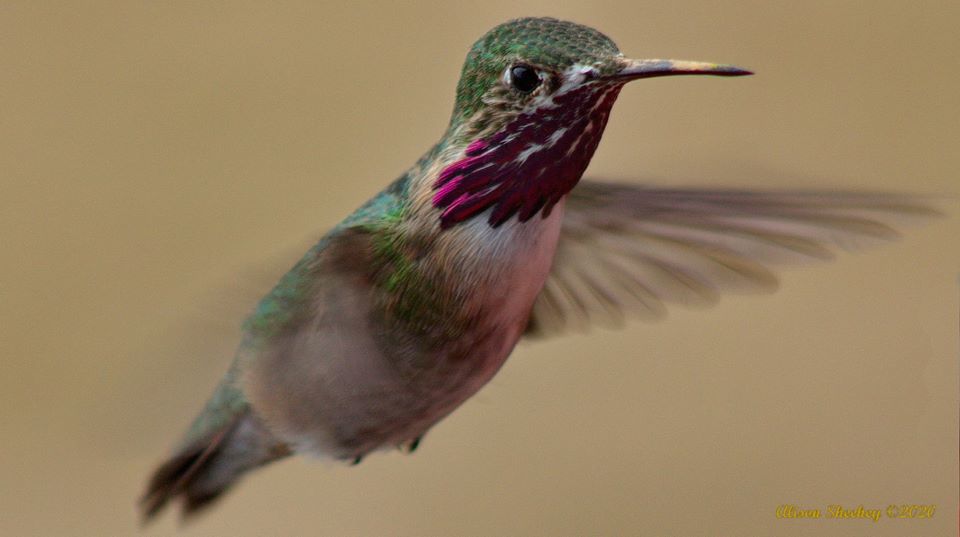 Not just for the birds Kern offers wealth of birding opportunities