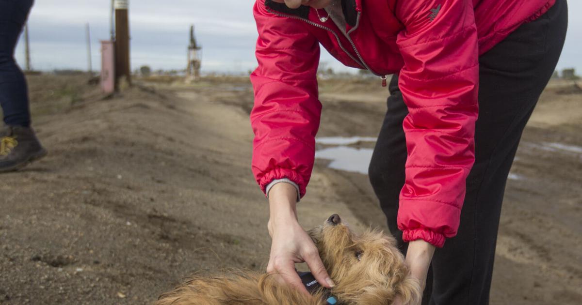 Local dog rescuers beg for donations, forever homes | News ...