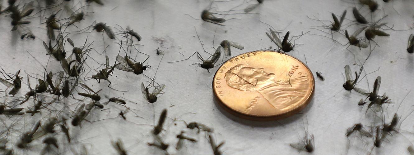 Ankle-biter' mosquito now a permanent resident of Kern