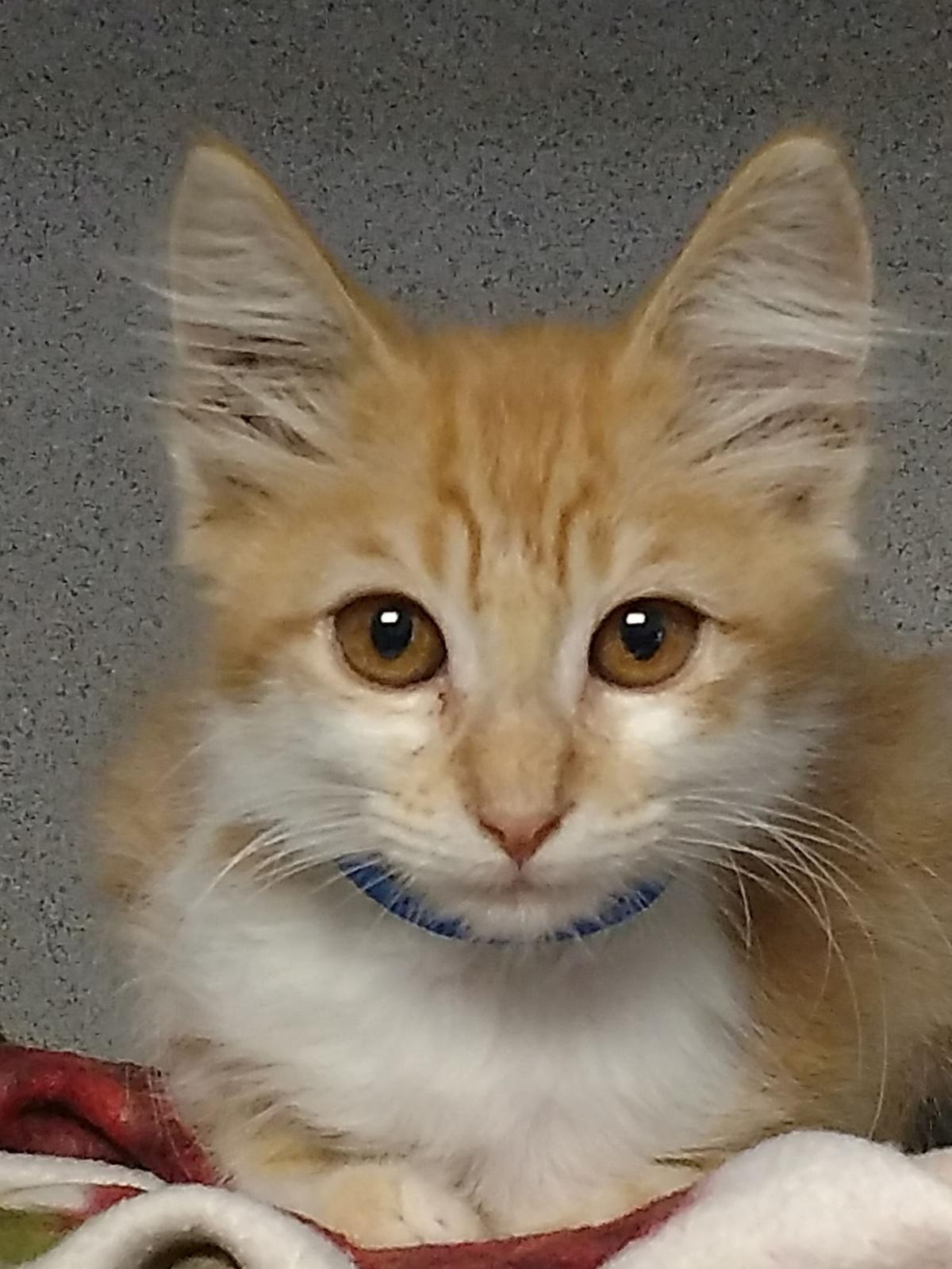 Take Me Home Cats Available For Adoption Entertainment
