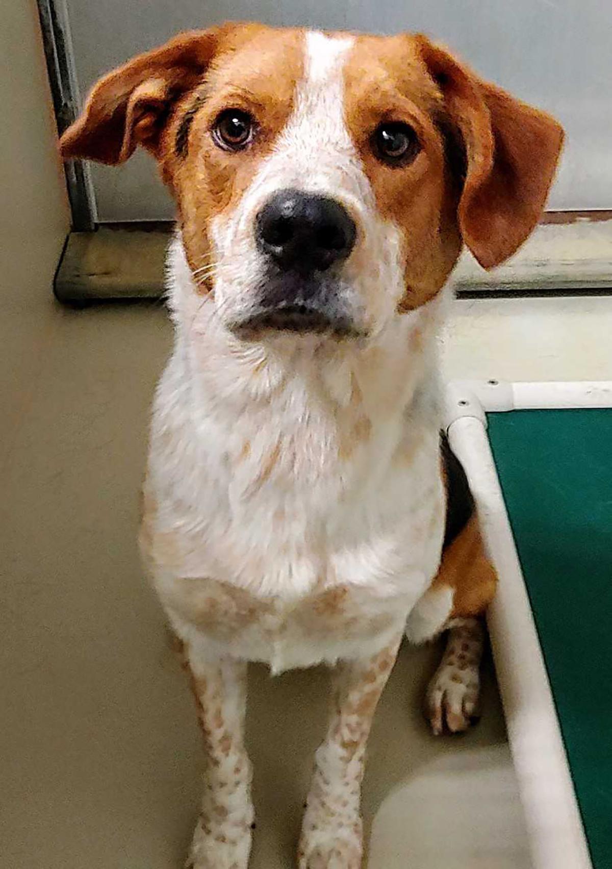 Take Me Home Dogs Available For Adoption Entertainment