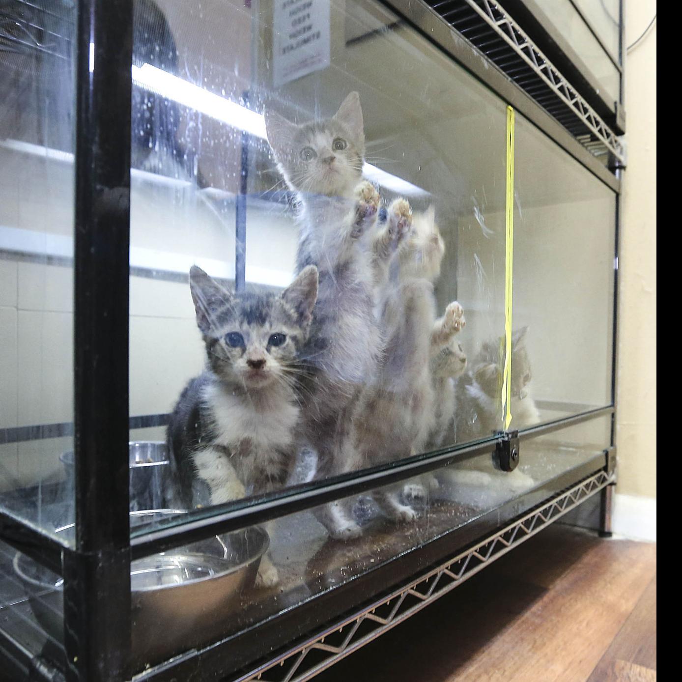 Photo Gallery Soxrescue A Place For Kitties Entertainment