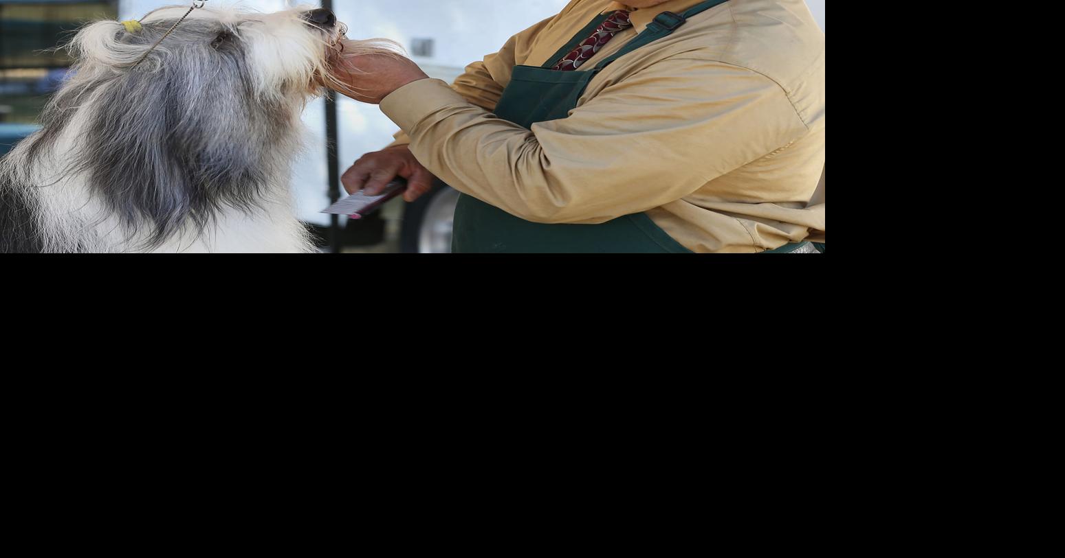 Bow wow! Kern County, San Luis Obispo kennel clubs unite for fourday dog show Entertainment
