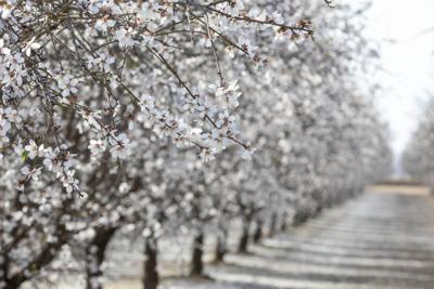 Almond Orchard 15