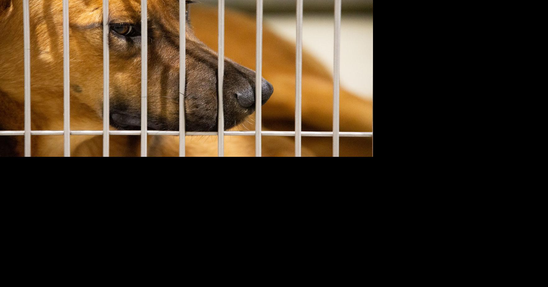 More dogs are entering the shelter than ever before. Bakersfield officials will soon vote on four ways to fix it | News