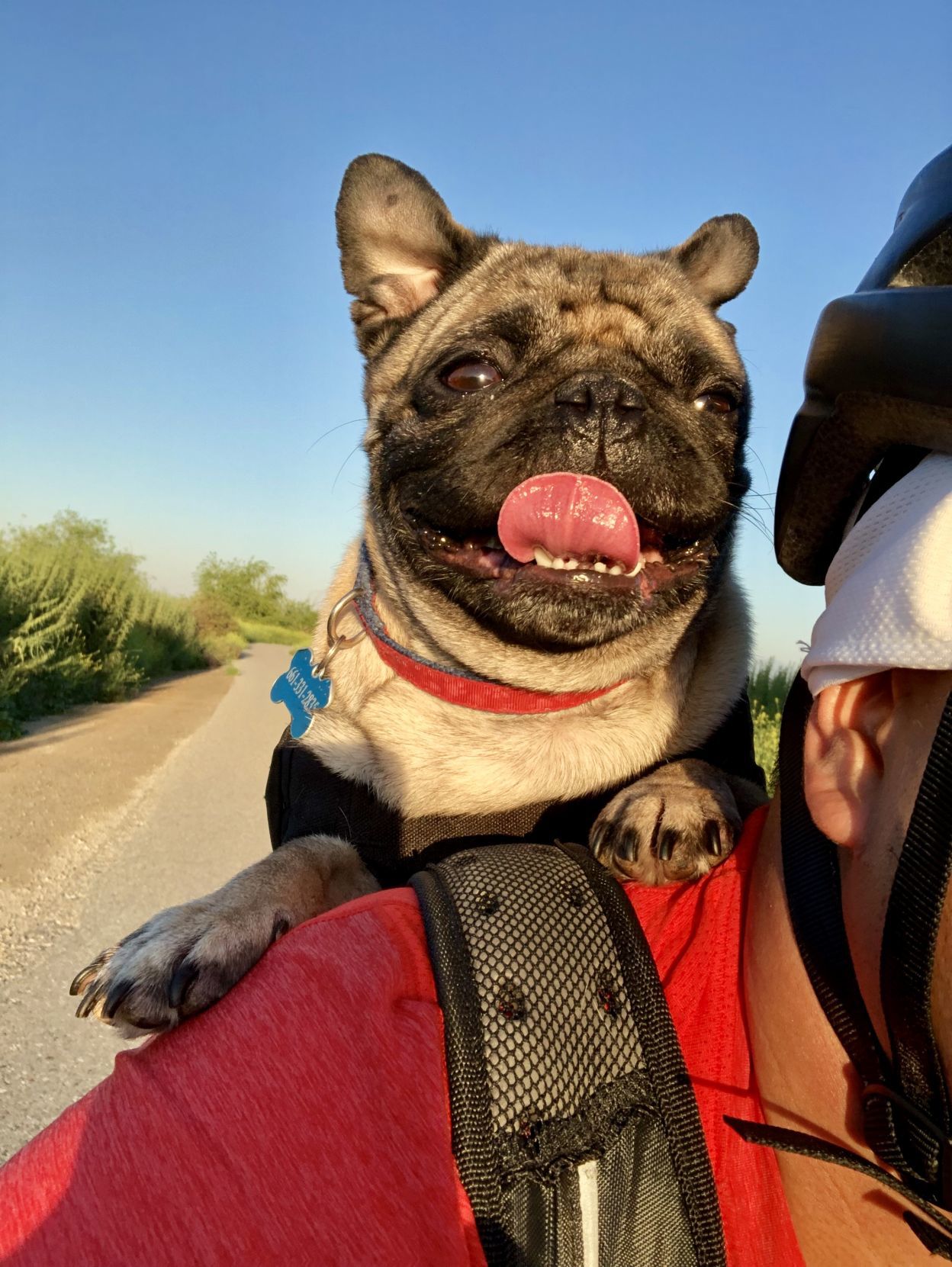 k9 sport sack french bulldog