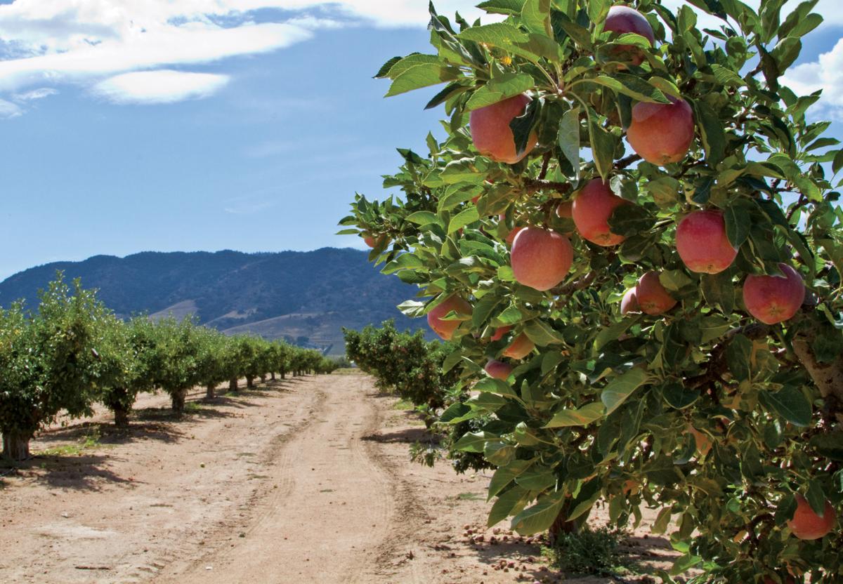 Our Town Apple Picking