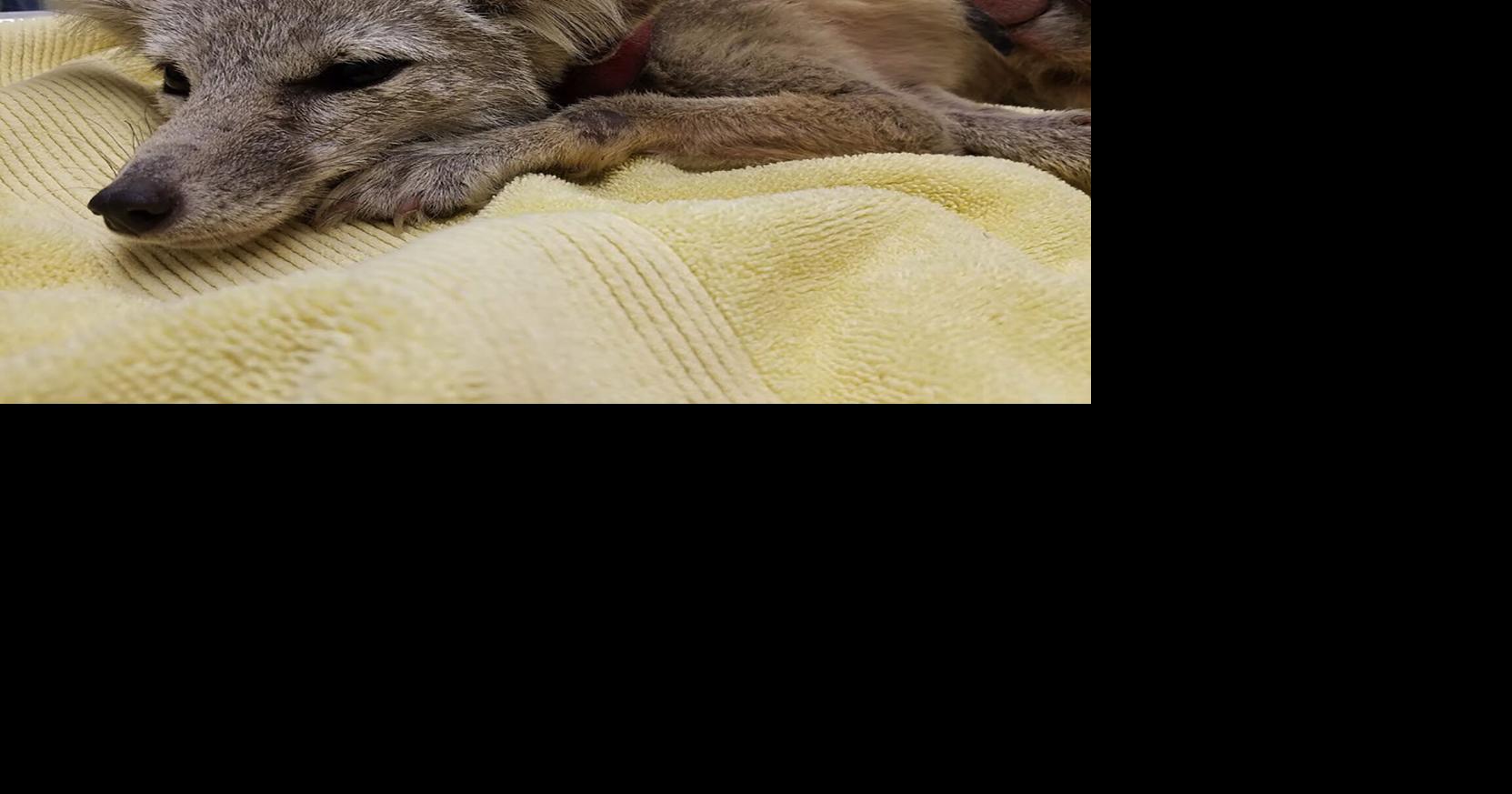 Deadly disease decimates San Joaquin Valley kit foxes, but efforts