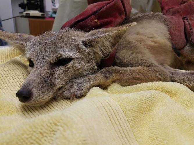Deadly disease decimates San Joaquin Valley kit foxes, but efforts