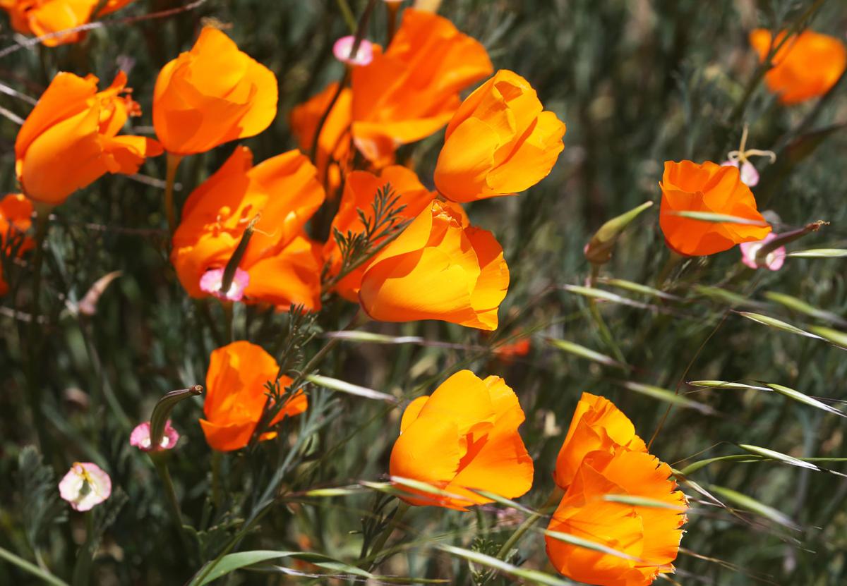 20200507-bc-poppies