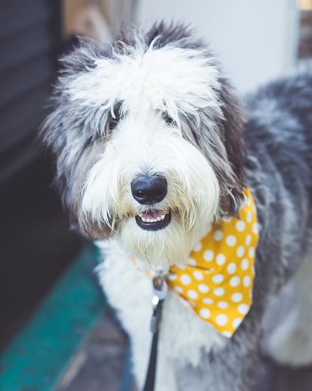 tie the dog