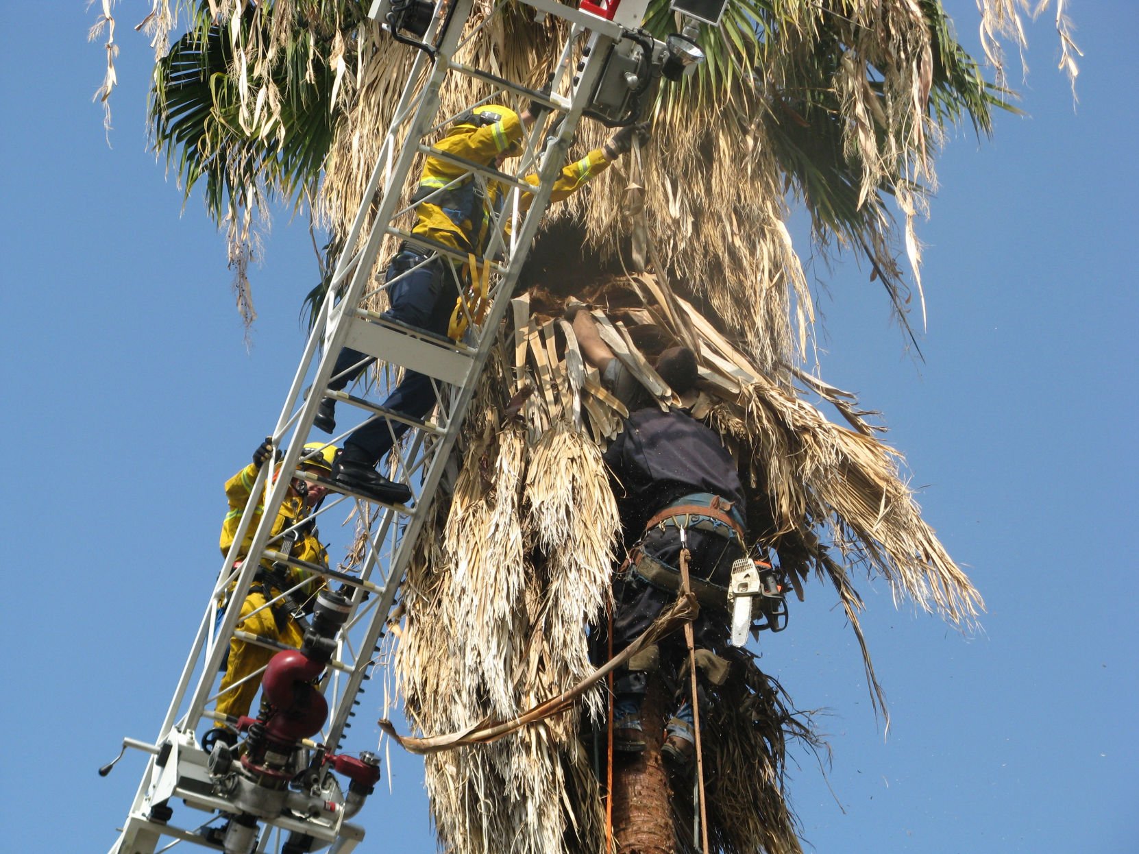 electric palm tree trimmer