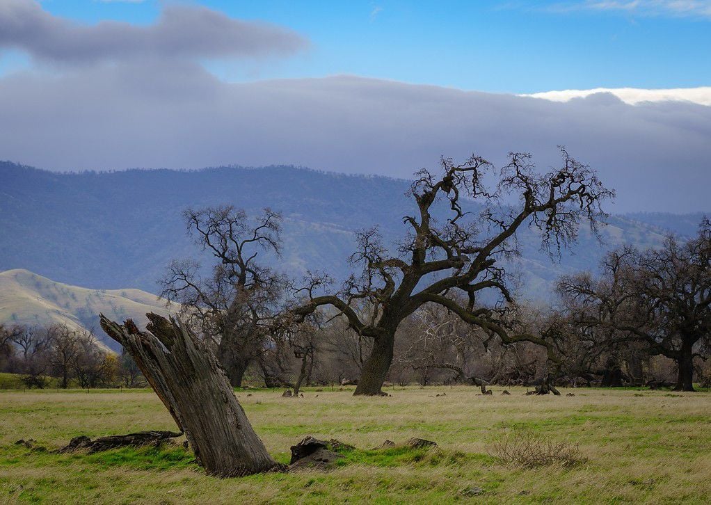 Tejon Ranch Conservancy Hidden gem, natural wonder in our own backyard