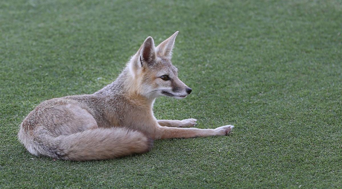 A San Joaquin Kit Fox comes out for a Tuesday evening stroll Photo