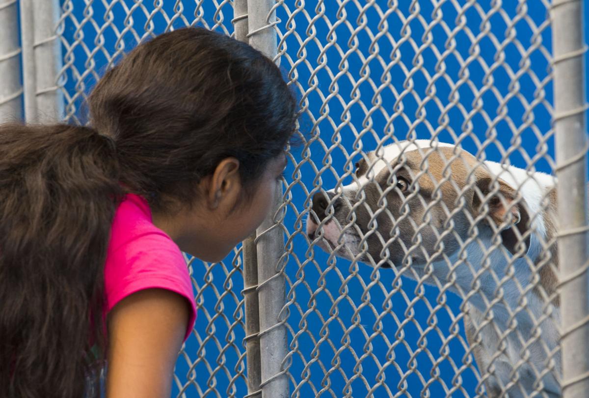 Clear the Shelters event gives animals new homes News