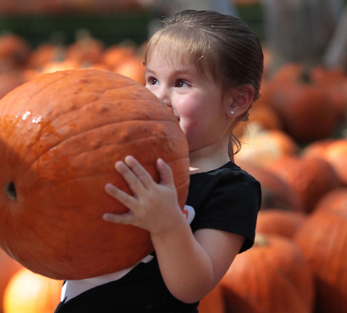 PHOTO GALLERY It's autumn at Banducci's Family Pumpkin Patch News