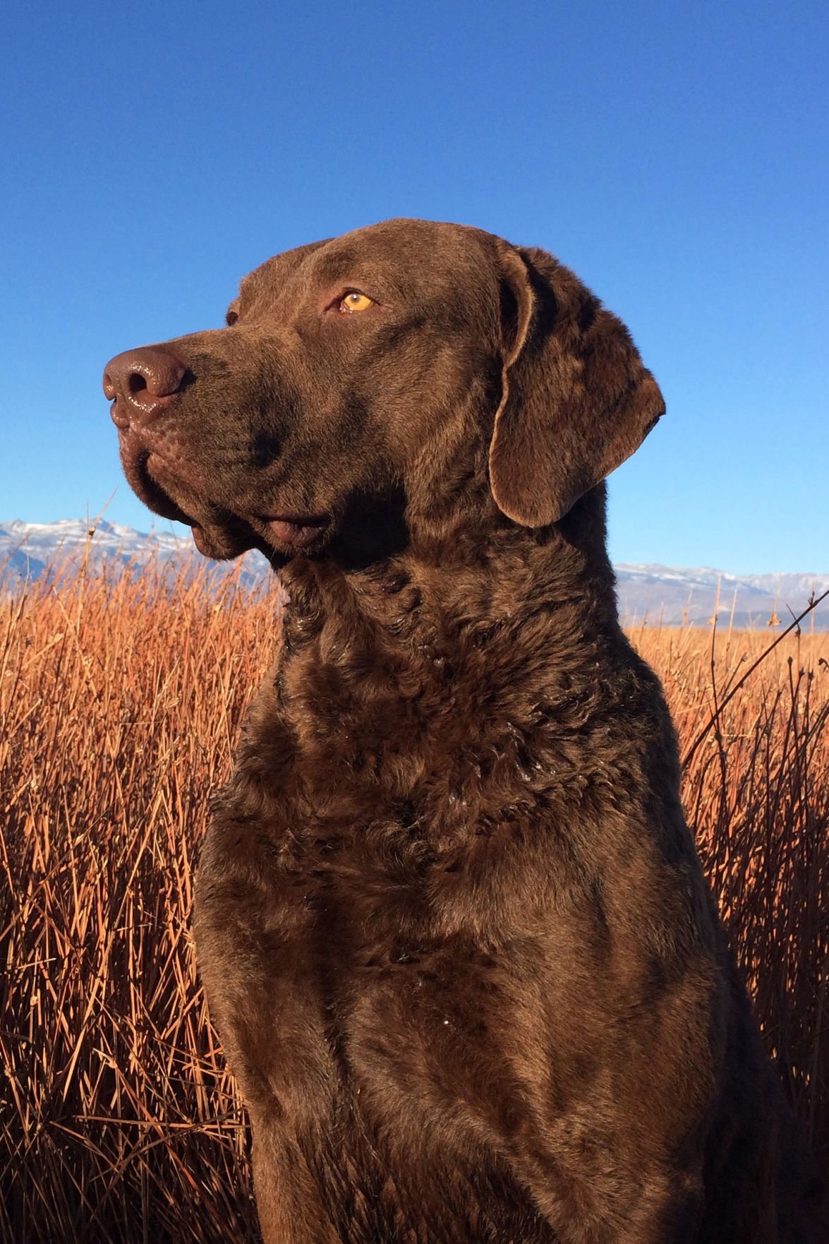 westminster dog show chesapeake bay retriever