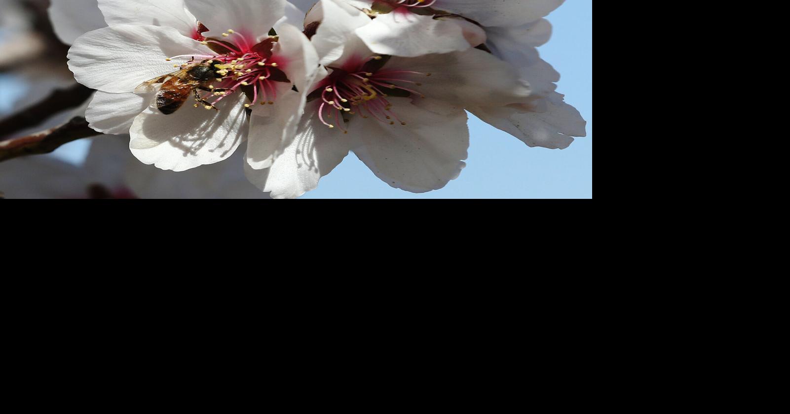 Selfpollinating almond trees blossom in Kern News