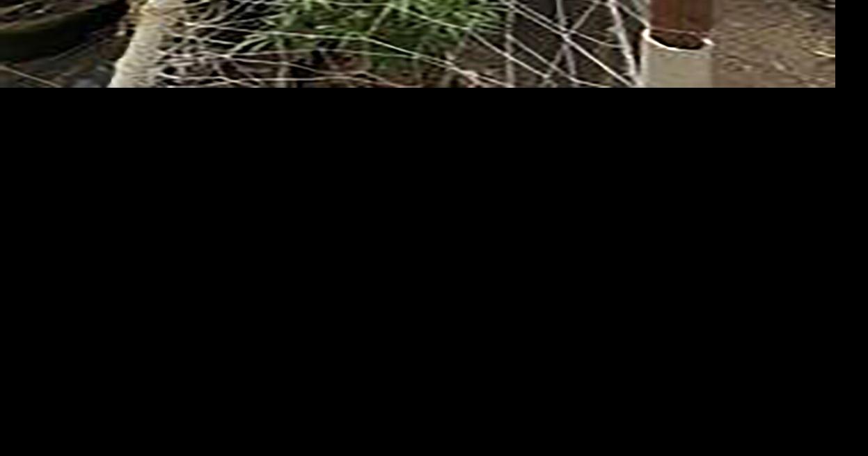 Man accused of cultivating marijuana; 600 plants found