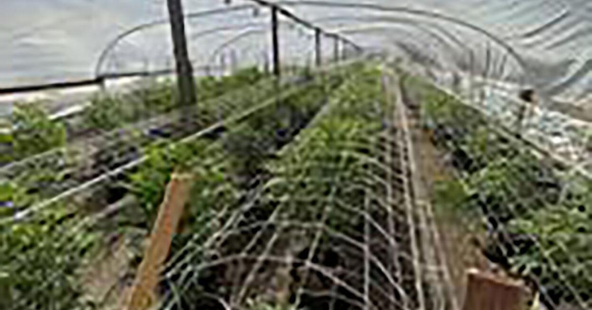 Man accused of cultivating marijuana; 600 plants found Man accused of cultivating marijuana; 600 plants found