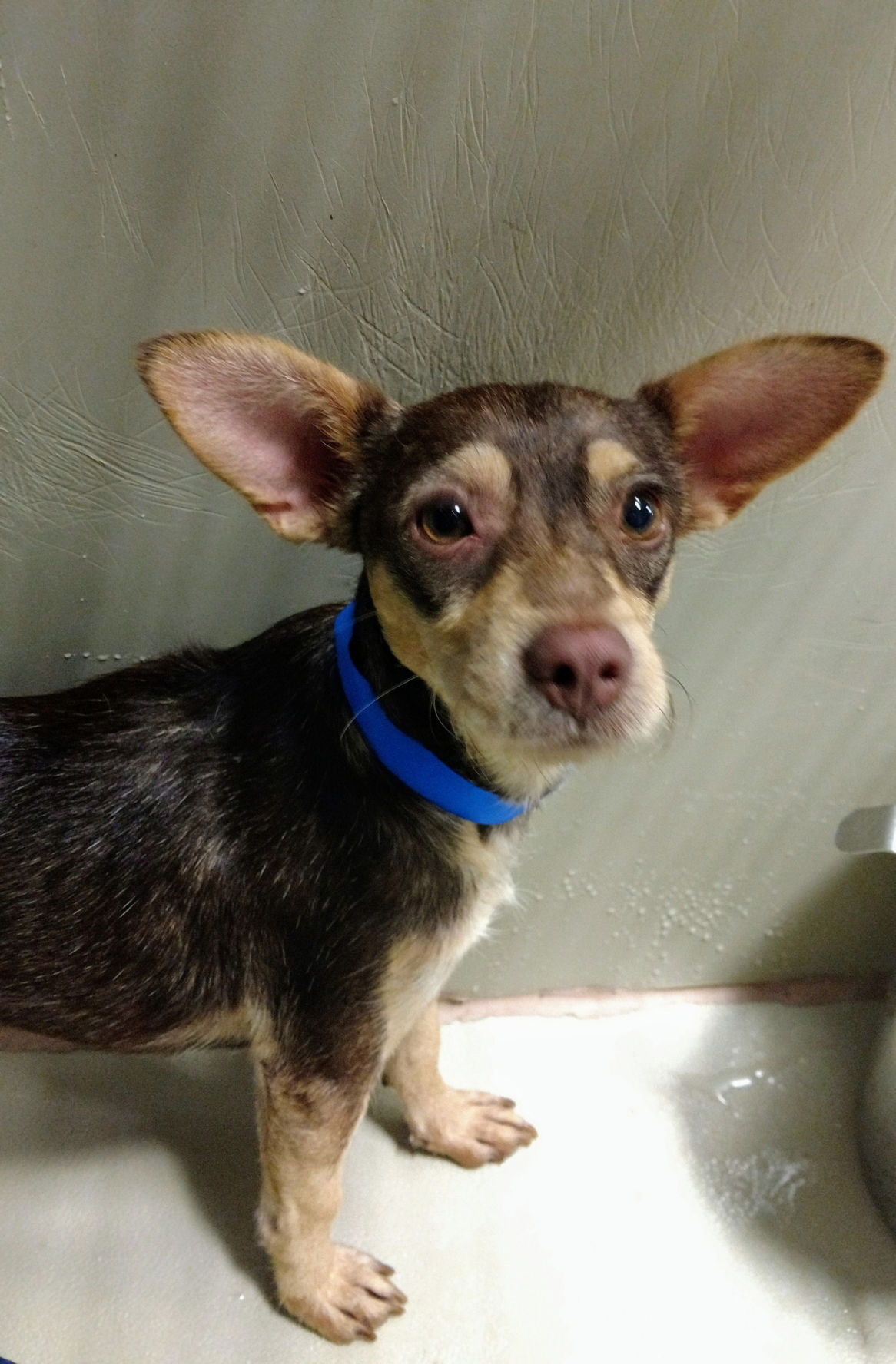 Take me home! Dogs available for adoption Entertainment