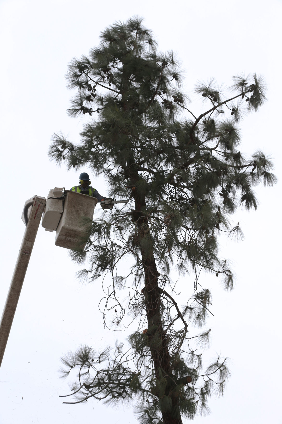 Why is Bakersfield no longer listed as a Tree City USA by the National