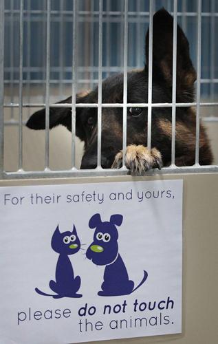 Have we turned a corner? Local animal euthanasia rates plummet | Archives | Have we turned a corner? Local animal euthanasia rates plummet | Archives |