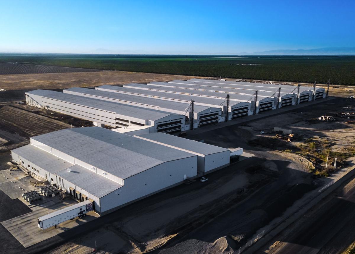 Chicken disease outbreak rattles commercial, backyard egg producers