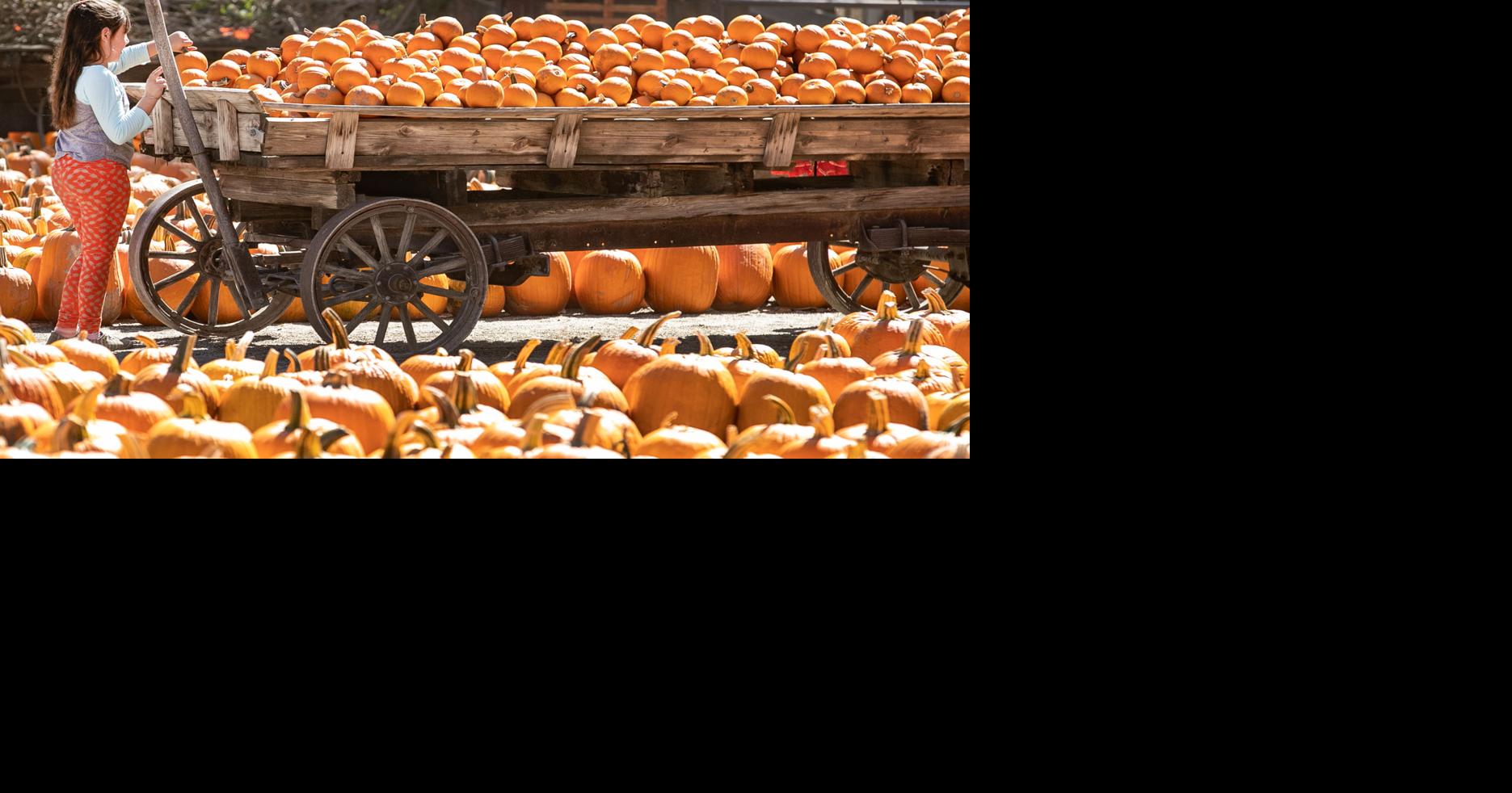 PHOTO GALLERY Banducci’s Family Pumpkin Patch Photo Galleries